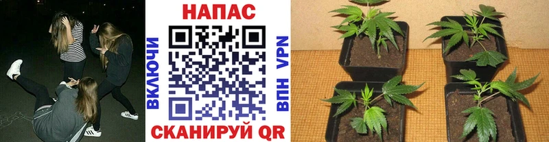 Каннабис семена  наркотики  Пласт 